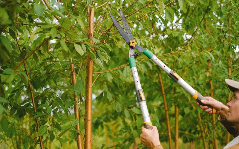 Tree trimming in Breeden, WV