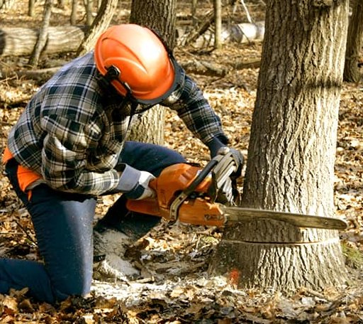 Tree Removal in Breeden, WV